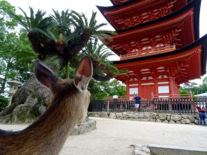 Miyajima