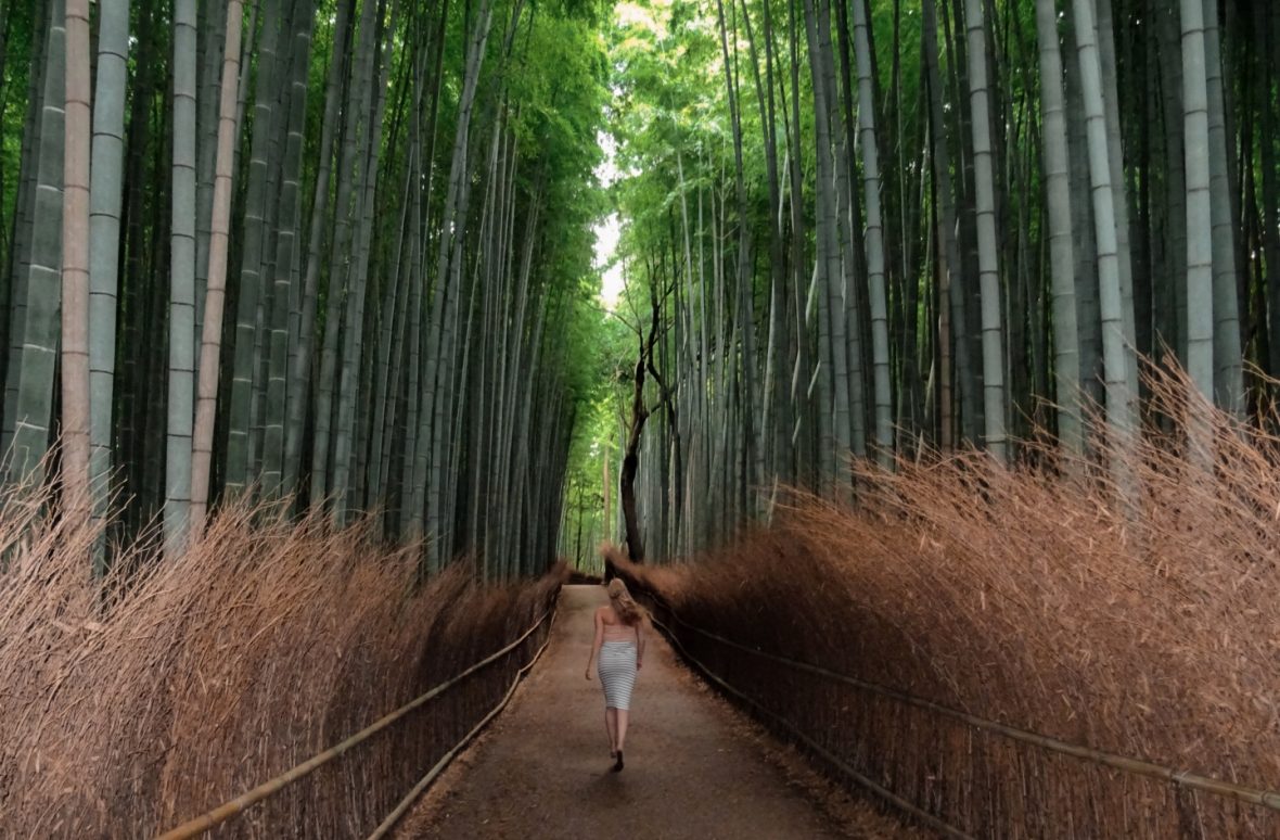 bamboo Japan