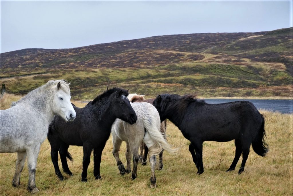 Wild Horses Iceland