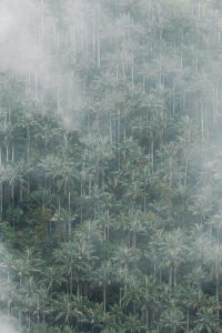Palmboom Colombia