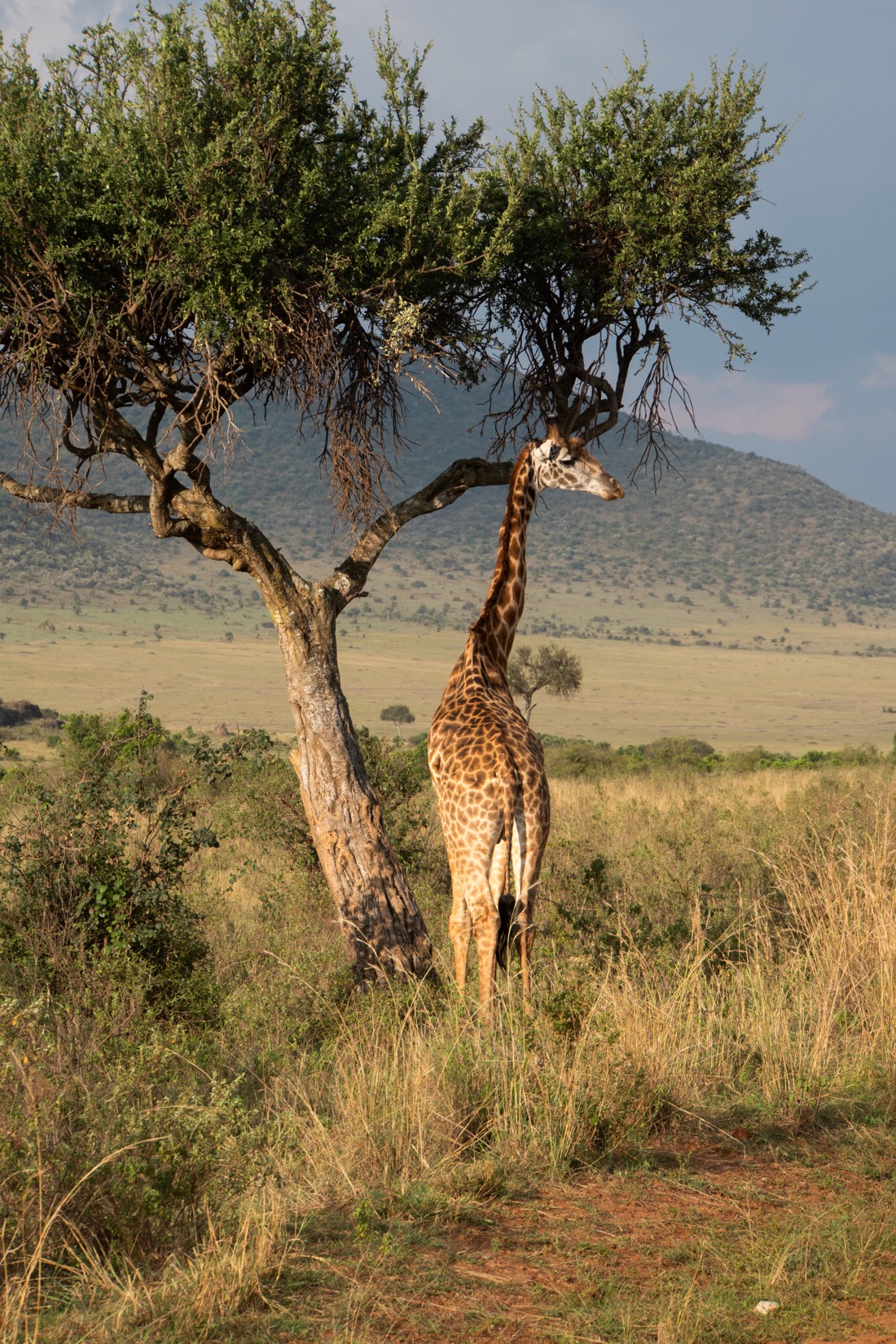 Giraffe Masai Mara